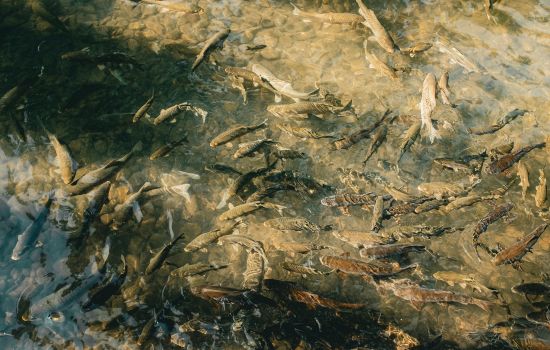 Fishing App Helps Locate Fish in Real-Time