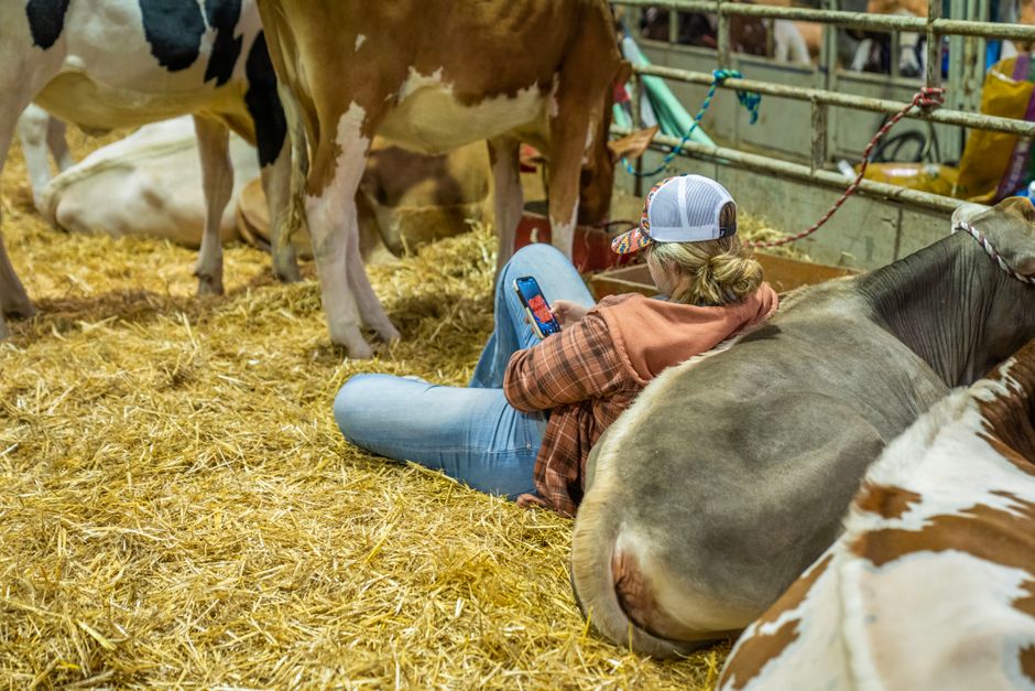 Cattle Weighing App: Accurate Livestock Weight Tracking Tool